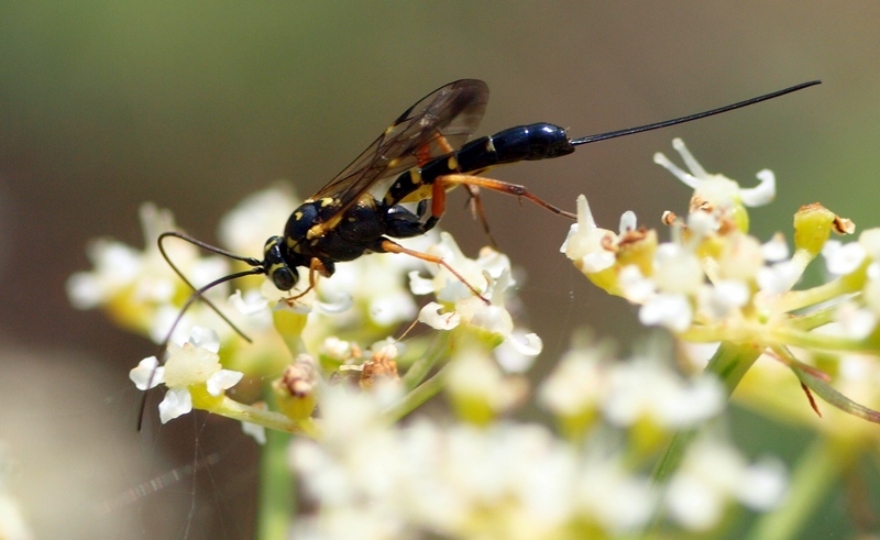 Ichneumonidae (Banchinae, simile a Syzeuctus)